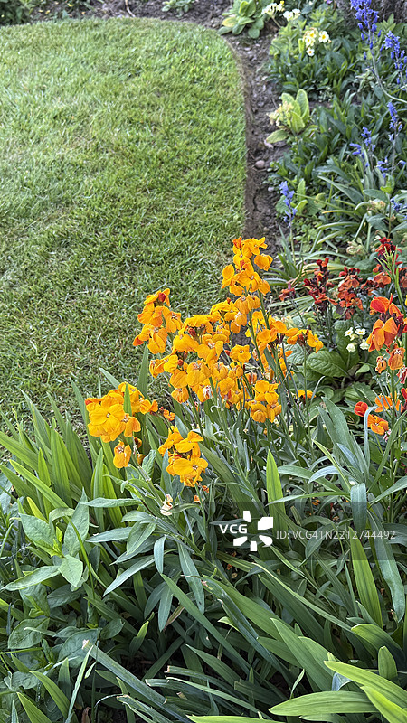 草坪周围有花边，近距离展示薰衣草、墙花等花卉。图片素材