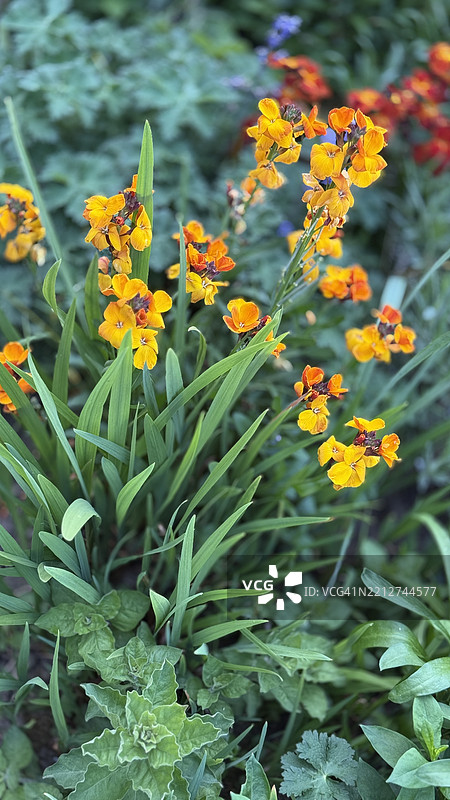 草坪周围有花边，近距离拍摄的薰衣草、墙花等花卉。图片素材