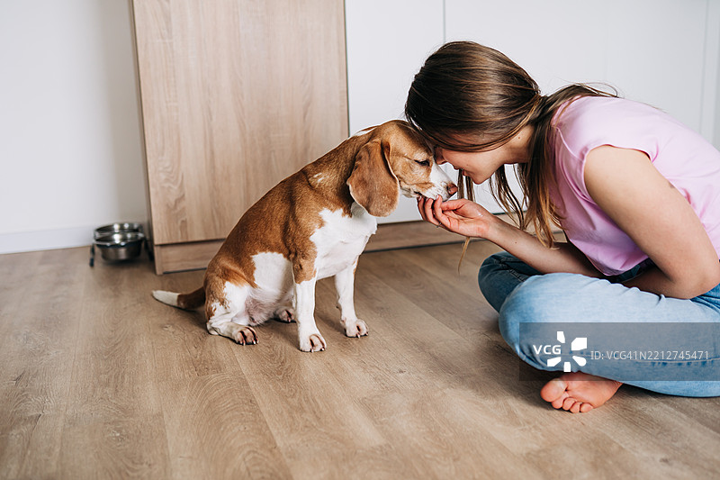 女人在温馨的厨房环境中向比格犬表达爱意图片素材