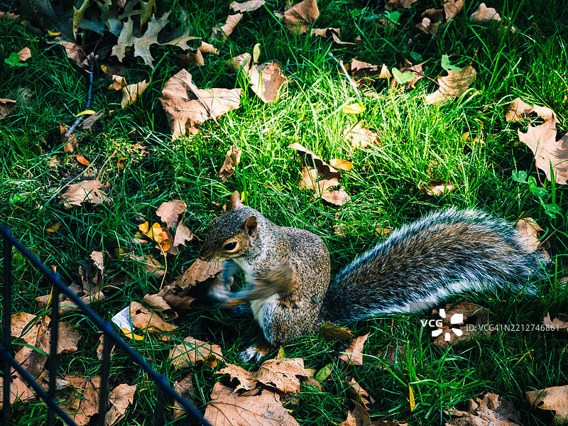纽约市中央公园觅食的松鼠图片素材