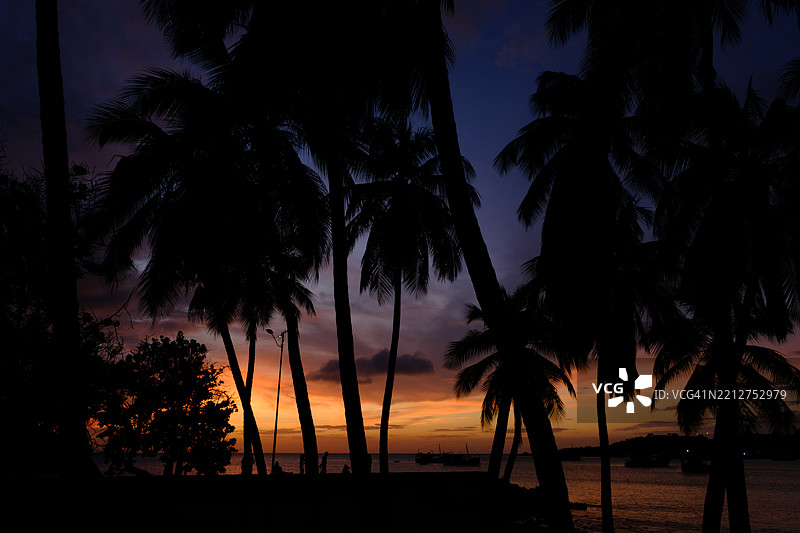 日落剪影：椰子树和人们在紫色、红色、橙色和黄色的绚丽天空下。图片素材
