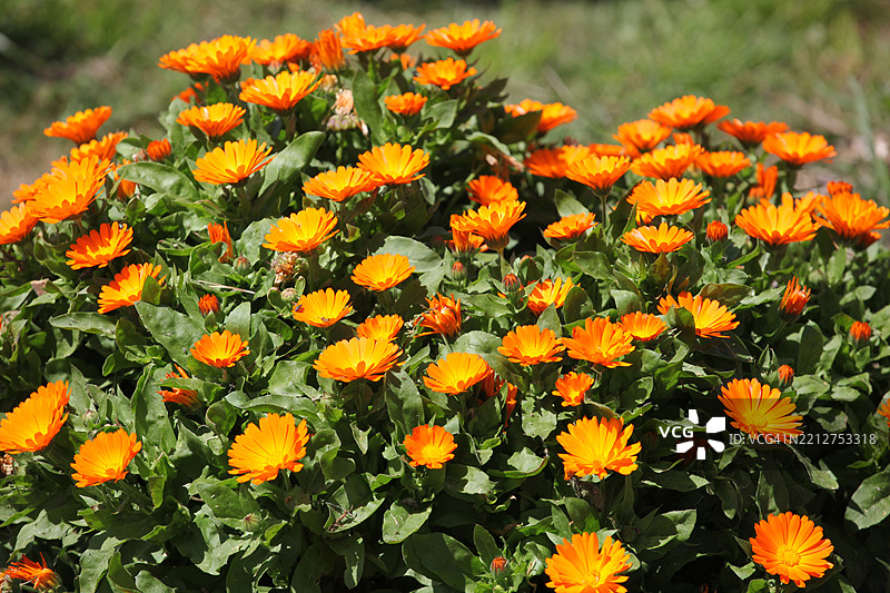 金盏菊 (Pot Marigold)图片素材