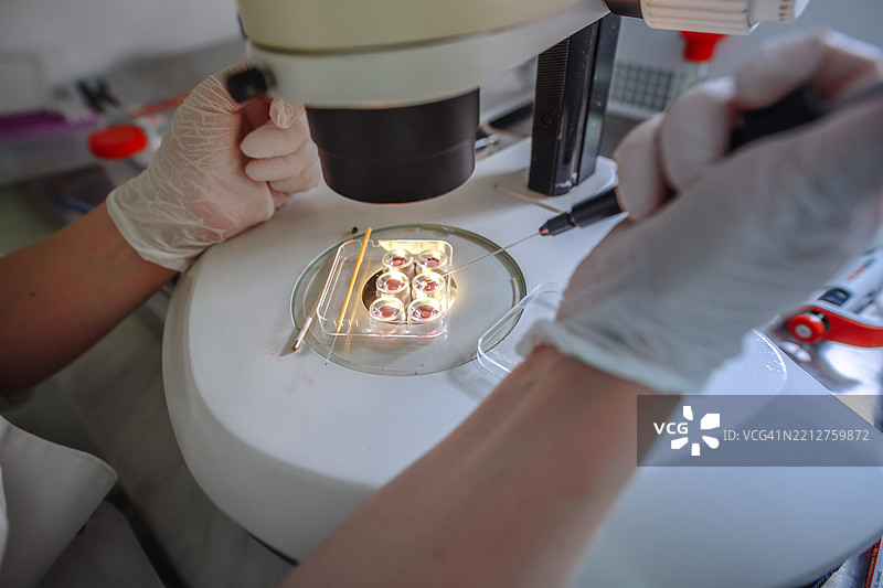 在40倍放大镜下，戴着手套的手正在使用微操控器进行工作图片素材