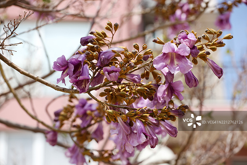 皇后树（泡桐）图片素材