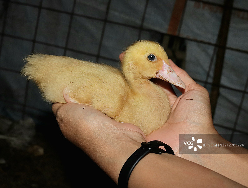 手掌中的小穆斯科维鸭图片素材