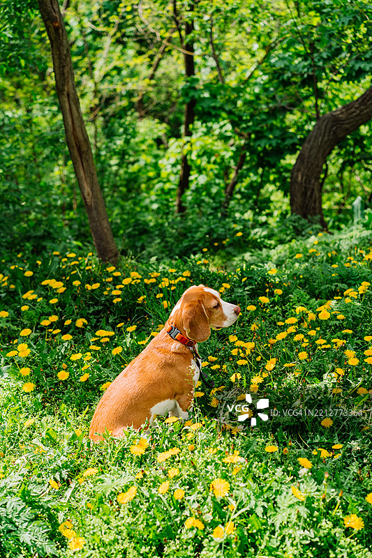 比格犬在绿色森林中的黄色蒲公英田野里放松图片素材