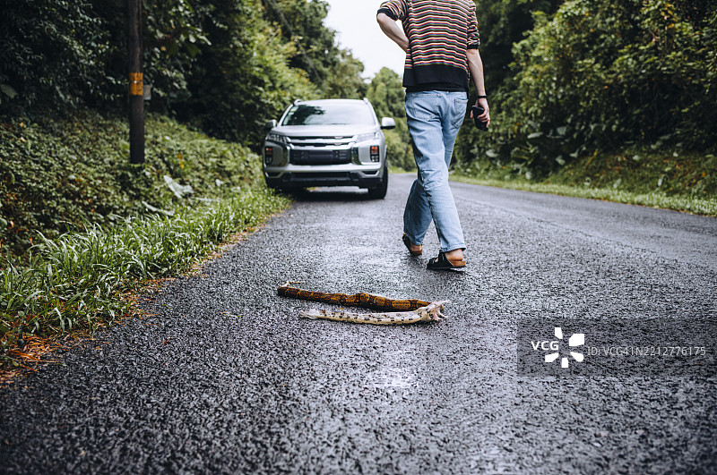 在哥斯达黎加的公路上发现死蛇 – 动物护士志愿者为野生动物保护服务图片素材
