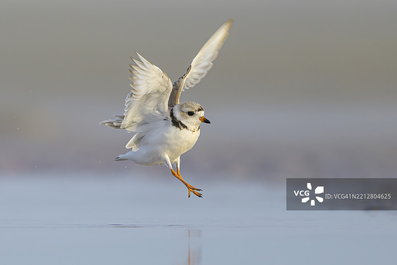 濒危的管弦鸟在大西洋海岸的浪尖降落图片素材