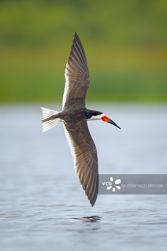 黑嘴海鸥在水面上垂直飞行，沿海湿地图片素材