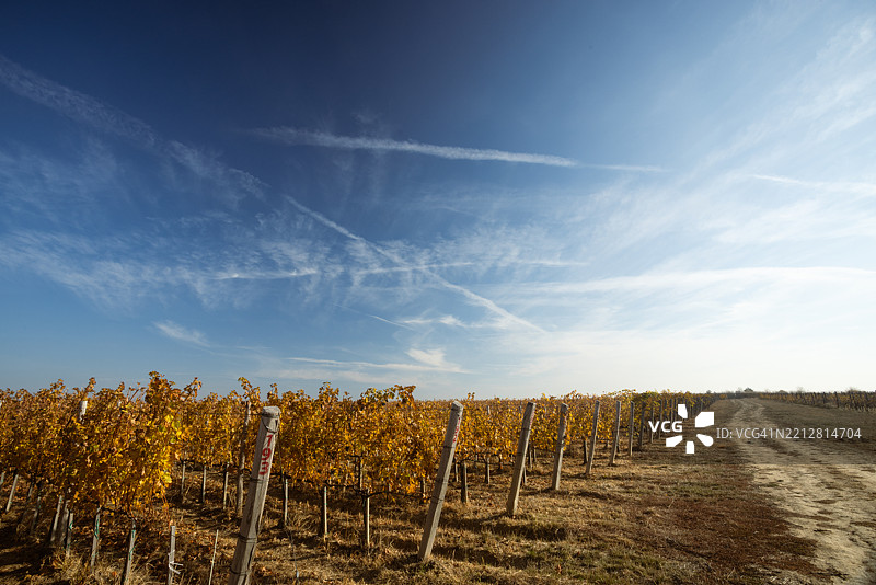 晴空下的葡萄园图片素材