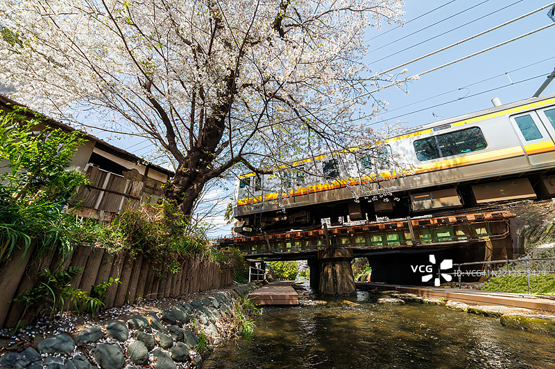 美丽的染井吉野樱（Cerasus x yedoensis）在灌溉渠旁盛开，火车缓缓经过。图片素材