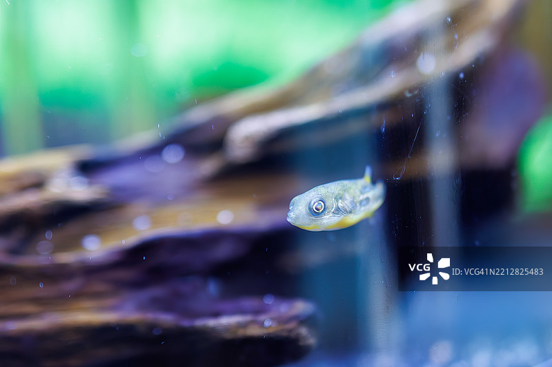 绿斑河豚，双棘河豚图片素材