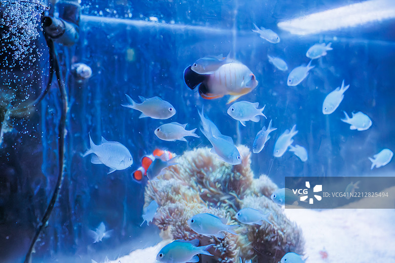 美丽的桌状珊瑚和一群黑边小丑鱼及其他鱼类，还有小丑鱼（Amphiprion ocellaris）和珍珠鳞天使鱼（Centropyge vrolikii）。图片素材