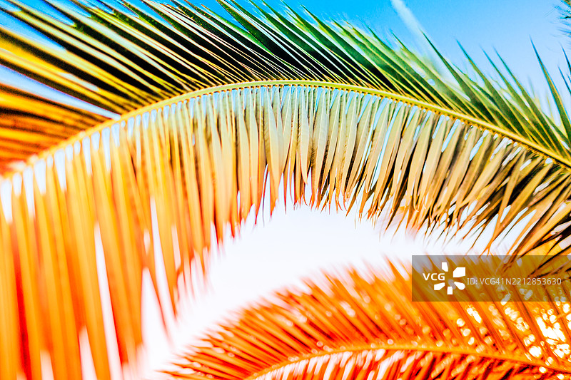 五彩斑斓的棕榈树叶营造出热带和放松的氛围图片素材
