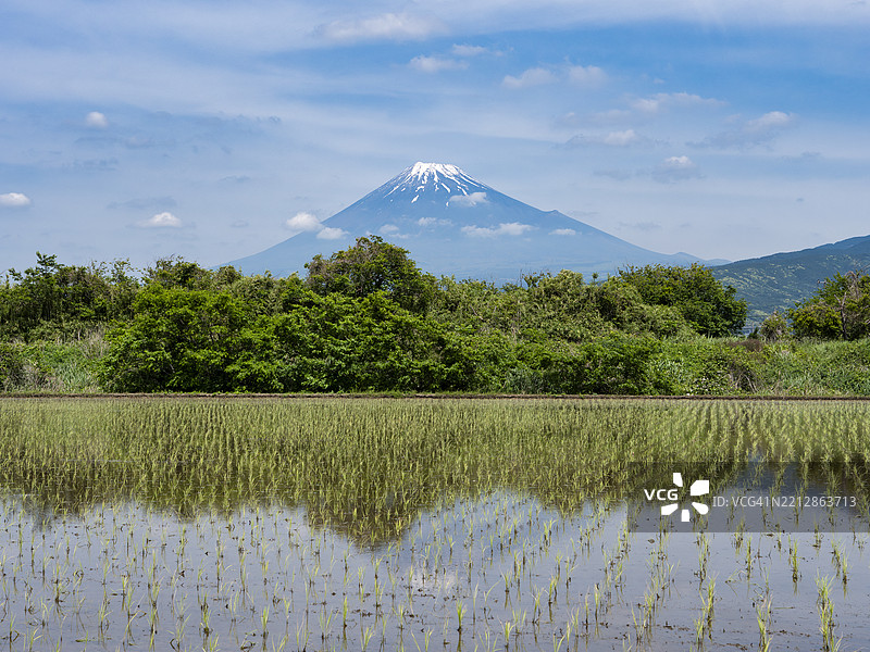 春季水稻种植后富士山与稻田的美景图片素材