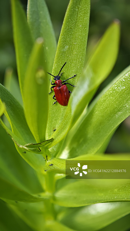 小红甲虫在绿叶上的特写。花瓣红甲虫在花园的叶子上。Lilioceris lilii图片素材