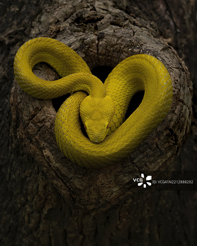 黄色白唇蝮蛇图片素材