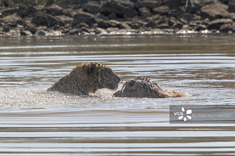 老虎(美洲虎,学名:Panthera tigris),孟加拉虎或印度虎,大型猫科动物(Pantherinae),食肉动物(Carnivora),濒临灭绝,正在水中玩耍被猎杀的野猪(Sus scrofa),萨图拉国家公园,虎保护区,中央邦,帕赫马尔希生物圈。图片素材
