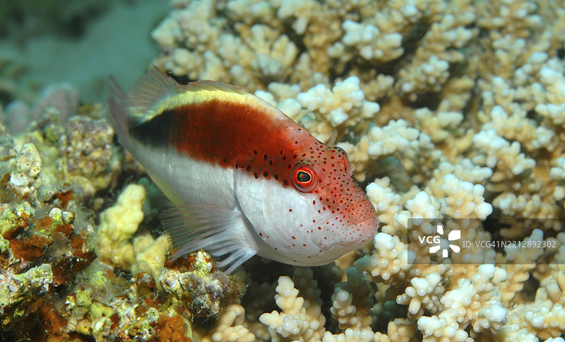 福斯特黑侧鹰鱼(Paracirrhites forsteri),福斯特绒毛鹰鱼,半成体,太平洋,雅浦岛,雅浦州,卡罗琳群岛,密克罗尼西亚联邦,澳大利亚, 大洋洲图片素材