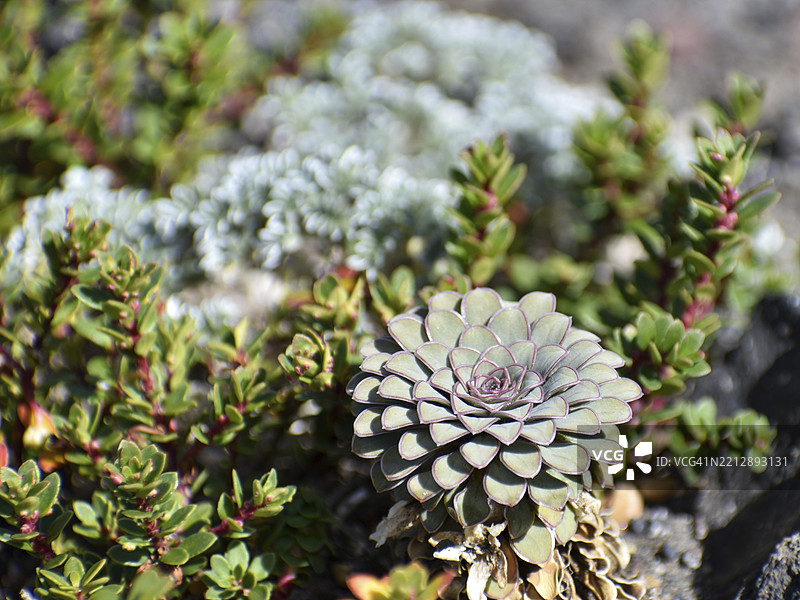 在阿根廷巴塔哥尼亚的拉宁国家公园，火山岩上的紫罗兰子叶图片素材
