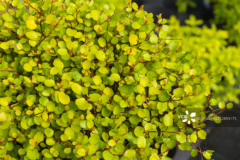 穆伦贝基亚复合体 '金女孩'图片素材