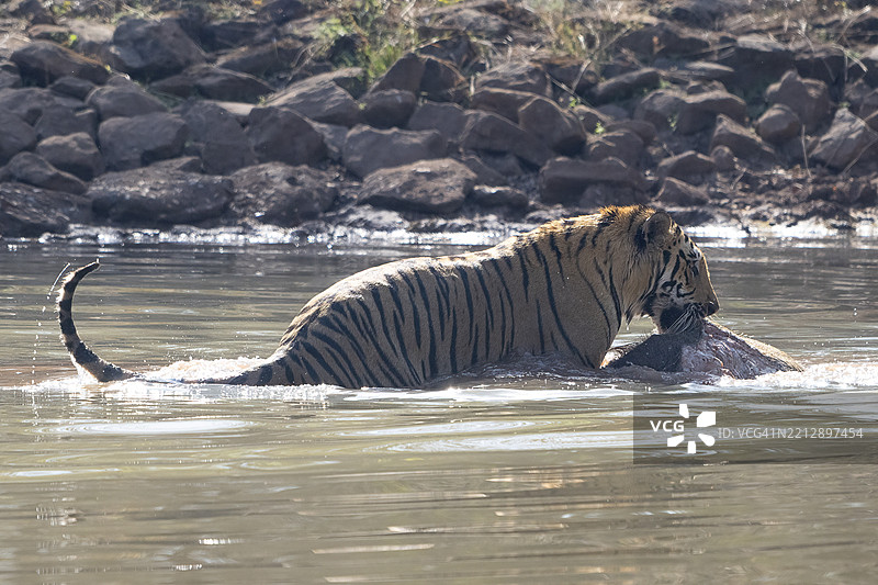 老虎(美洲虎属),孟加拉虎或印度虎,大型猫科动物(豹亚科),食肉动物(食肉目),极度濒危,拖着被猎杀的野猪(野猪)从水中出来,萨图拉国家公园,老虎保护区,中央邦,帕赫马里生物圈保护区图片素材