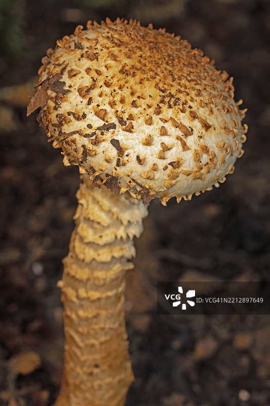 苍白的毛茸茸鳞盖菇，果体呈浅棕色，带有片状稀疏鳞片的茎和帽。图片素材