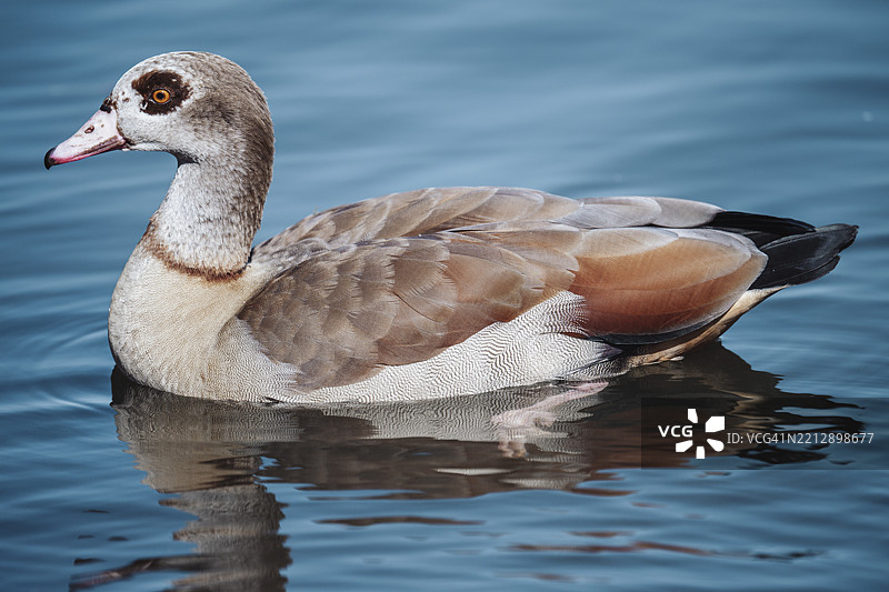 德国美因河畔的奥芬巴赫鸭（Anatis）图片素材