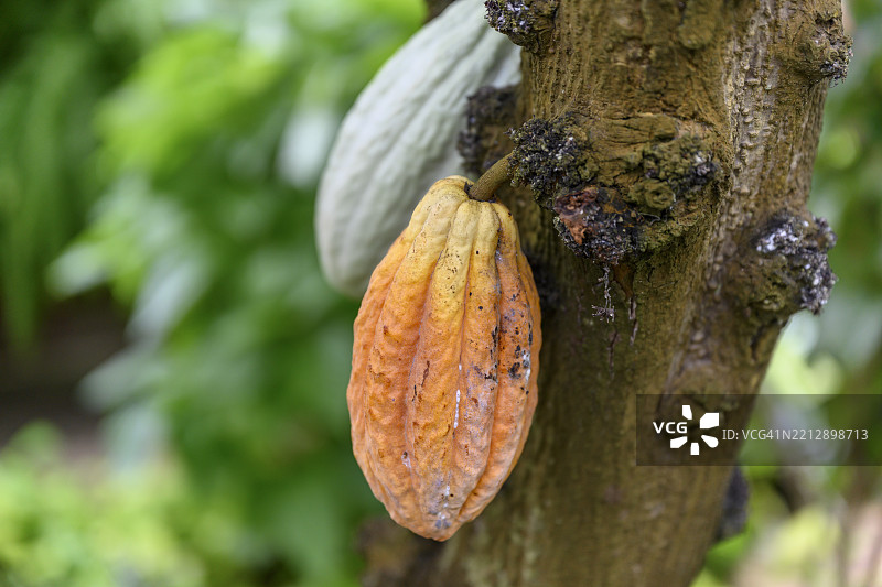 日本冲绳的可可豆荚挂在树上图片素材