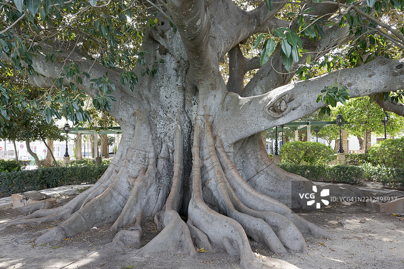 喷泉,古老的巨型莫顿湾榕(Ficus macrophylla),阿尔梅达·赫尔曼娜斯·卡尔维亚·贝尔纳尔和克拉拉·坎波阿莫尔花园,西班牙,卡迪斯,欧洲图片素材