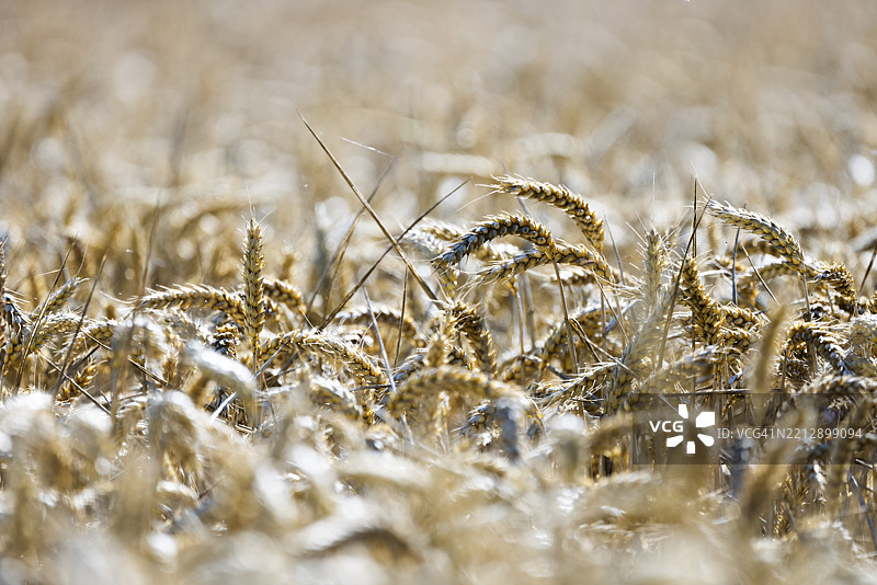 金色光辉下的成熟麦穗，位于肯特郡多佛的谢泼兹韦尔科克希尔麦田。图片素材