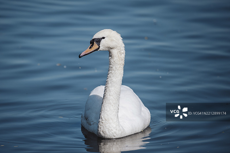 天鹅（白天鹅）在德国美因河畔的奥芬巴赫，欧洲图片素材