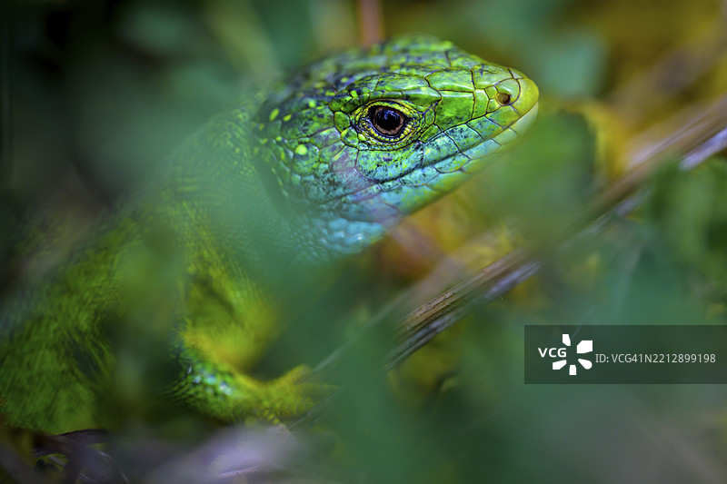 聚焦于西方绿蜥蜴(Lacerta bilineata),周围是模糊的绿色叶子,色彩鲜艳,德国巴登-符腾堡州凯瑟斯图尔的沃格茨堡,欧洲图片素材
