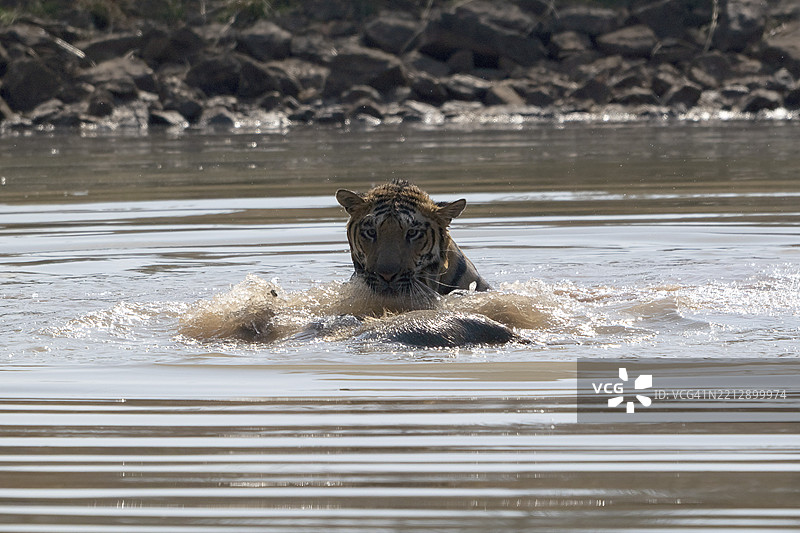 老虎(虎,Panthera tigris),孟加拉虎或印度虎,大型猫科动物(Pantherinae),食肉动物(Carnivora),濒临灭绝,正在水中玩耍被猎杀的野猪(Sus scrofa),萨图拉国家公园,虎保护区,中央邦,帕赫马尔希生物圈。图片素材