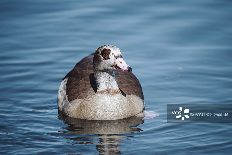 德国美因河畔的奥芬巴赫鸭（Anatis）图片素材
