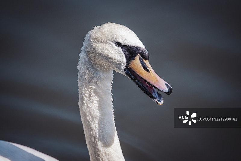 天鹅（Olor）德国美因河畔奥芬巴赫，欧洲图片素材