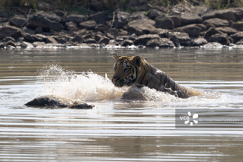 老虎(美洲虎,Panthera tigris),孟加拉虎或印度虎,大型猫科动物(Pantherinae),食肉动物(Carnivora),濒临灭绝,正在水中玩耍被猎杀的野猪(Sus scrofa),萨图拉国家公园,虎保护区,中央邦,帕赫马尔希生物圈。图片素材