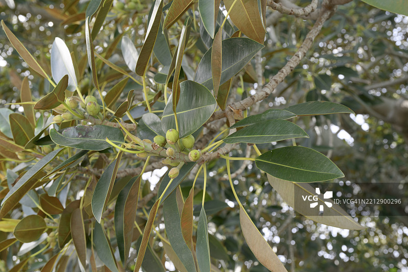 水果，莫顿湾无花果（Ficus macrophylla），西班牙卡迪斯阿拉梅达·赫尔曼娜斯·卡尔维亚·贝尔纳尔与克拉拉·坎波阿莫尔花园，欧洲图片素材