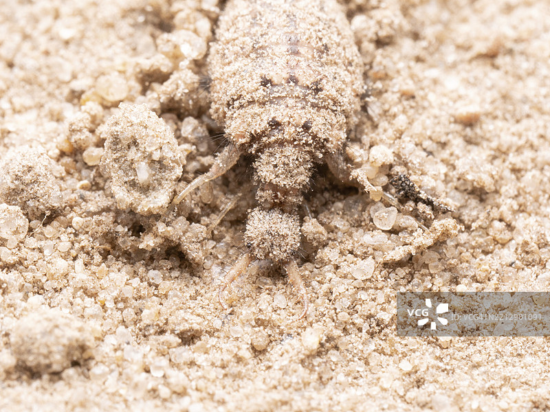 蚁狮（Myrmeleontidae），在沙子上的蚁狮，德国下萨克森，欧洲图片素材