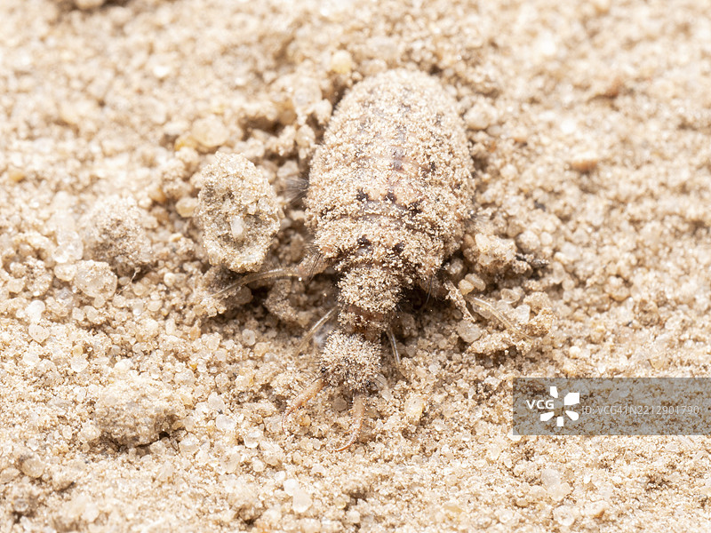 蚁狮（Myrmeleontidae），在沙子上的蚁狮，德国下萨克森，欧洲图片素材