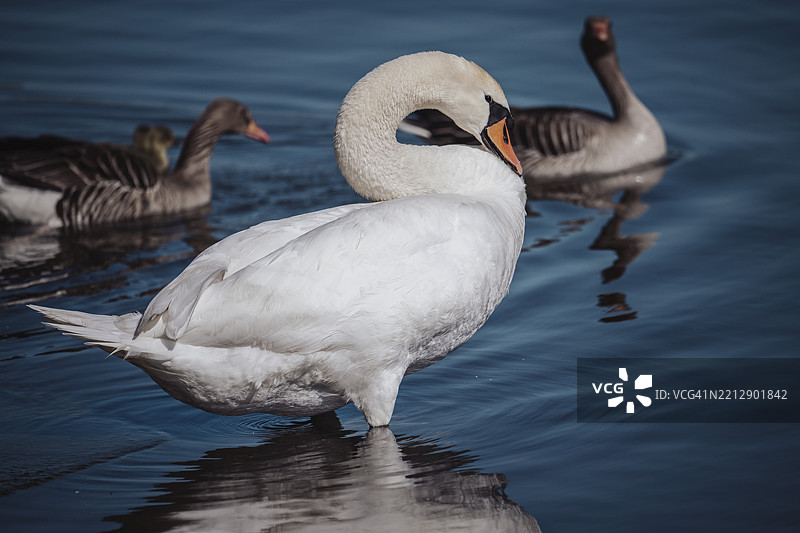 天鹅（白天鹅）在德国美因河畔的奥芬巴赫，欧洲图片素材