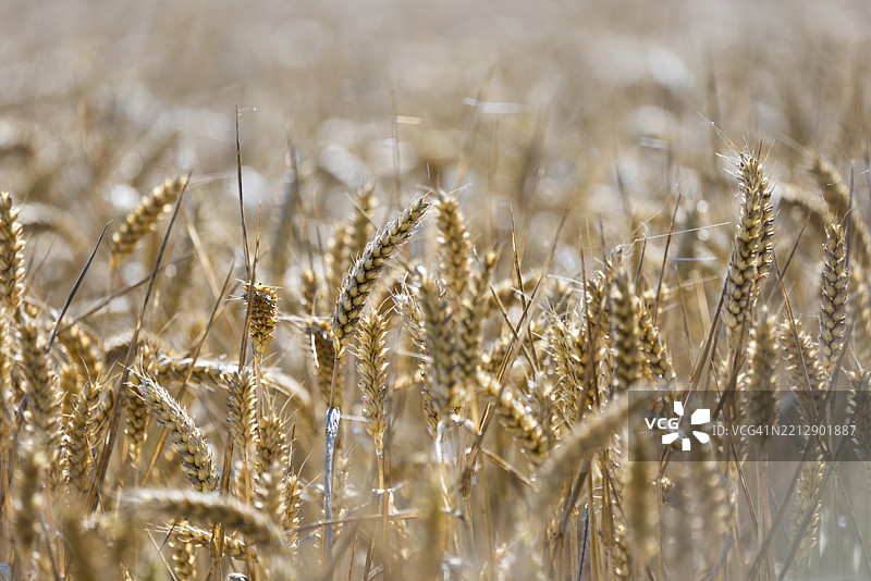美丽的金色麦田，麦穗紧密地矗立在一起，科克希尔，谢泼兹韦尔，多佛，肯特，英国图片素材