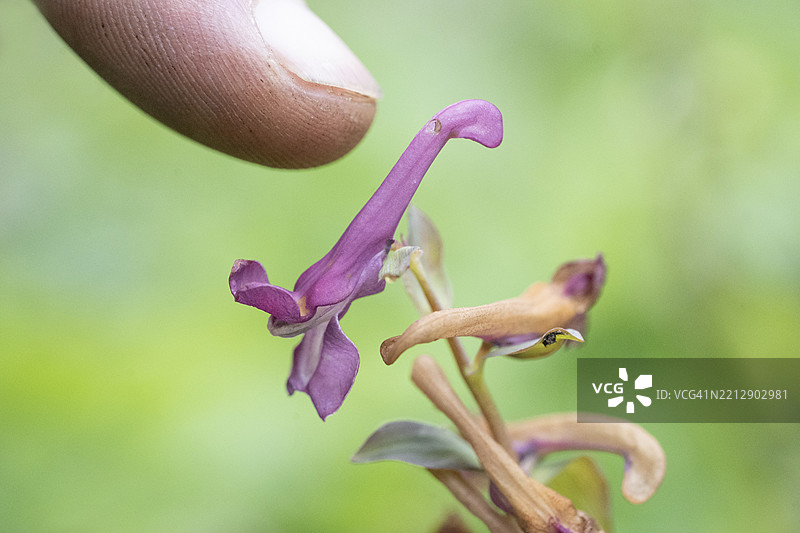 空心龙胆(Corydalis cava),手指显示被大黄蜂盗取花蜜后留下的孔,北莱茵-威斯特法伦,德国,欧洲图片素材