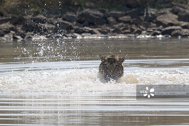 老虎（虎，Panthera tigris），孟加拉虎或印度虎，大型猫科动物（Pantherinae），食肉动物（Carnivora），濒临灭绝，正在水中玩耍被猎杀的野猪（Sus scrofa），萨图拉国家公园，虎保护区，中央邦，帕奇马尔希生物圈。图片素材