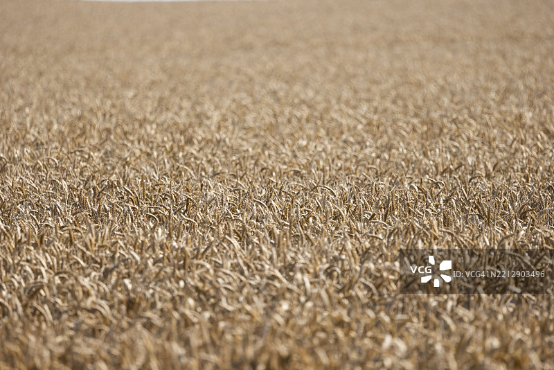 夏日阳光下金色麦田的无尽景观，科克希尔，谢泼兹韦尔，多佛，肯特，英国，欧洲图片素材