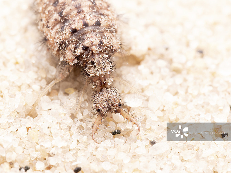 蚁狮（Myrmeleontidae），在沙子上的蚁狮，德国下萨克森，欧洲图片素材