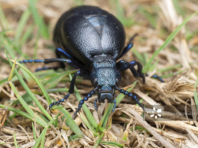 黑油甲虫（Meloe proscarabaeus），大型雌性在植被稀少的土壤上，德国下萨克森，欧洲图片素材