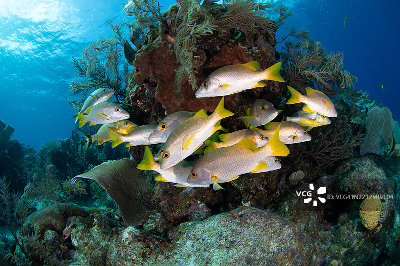 加勒比海的海洋生物图片素材