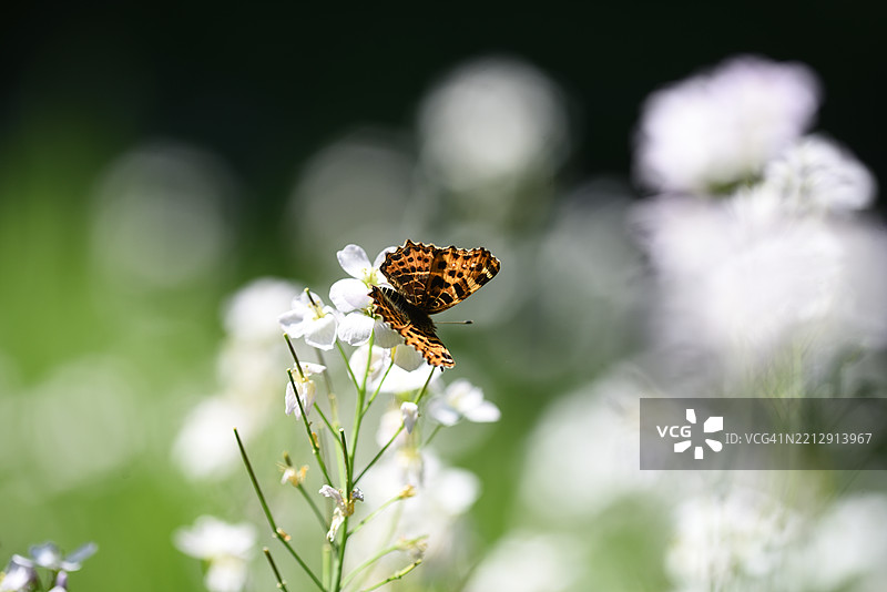 阿拉斯基尼亚·莱瓦纳在草地黄花菜上图片素材