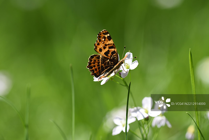 阿拉斯基尼亚·莱瓦纳在草地黄花菜上图片素材